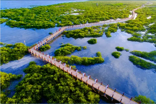 活动预告丨走读广西——“探秘红树林 共筑生态梦”